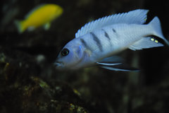Cynotilapia sp. Hara Galileya Reef