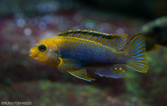 Więcej informacji o „WF Iodotropheus sprengerae Makokola reef - samiec 8cm”