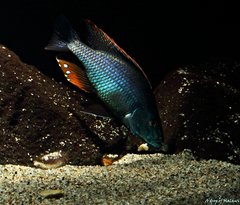 Dimidiochromis compressiceps