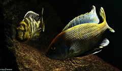 Nimbochromis venustus