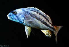 Aristochromis christyi