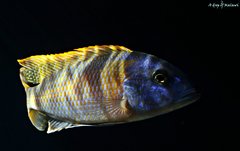 Buccochromis rhoadesii yellow