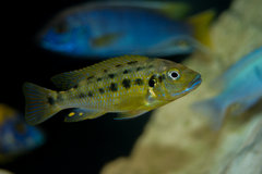 Pseudotropheus williamsi north makonde (blue lips)