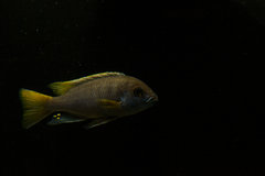 Pseudotropheus acei luwala