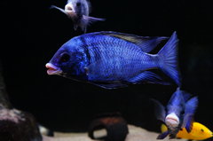 Placidochromis ph. Mdoka - samiec