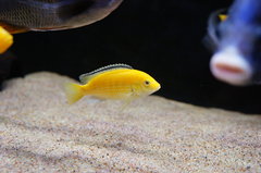 Labidochromis caeruleus "Yellow"