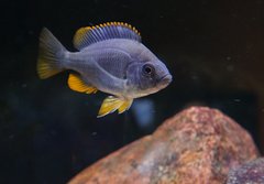 Copadichromis borleyi "red fin"