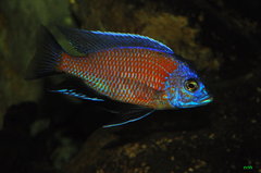 copadichromis borleyi kadango red fin