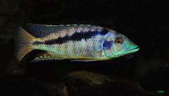 mylochromis mchuse