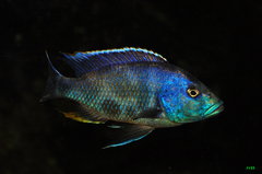 nimbochromis livingstonii