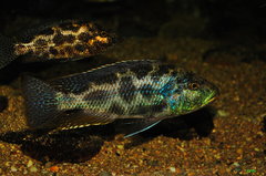 nimbochromis polystigma