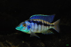 mylochromis mchuse