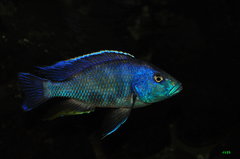 nimbochromis livingstonii