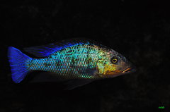 fossorochromis rostratus