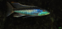 champsochromis caeruleus