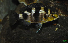 placidochromis milomo