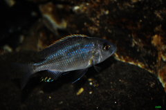 buccochromis heterotaenia