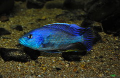 nimbochromis livingstonii