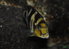 placidochromis milomo