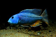 ZM6 -ARISTOCHROMIS CHRISTYI - samiec 23cm