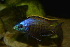 Placidochromis blue otter