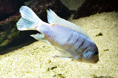 ZM12 -Cynotilapia sp. Hara Gallireya Reef
