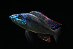 ZM21 -Dimidiochromis Strigatus