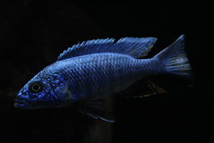 ZM17 -Sciaenochromis Fryeri