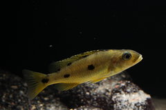 Exochochromis Anagenys