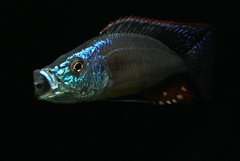 Dimidiochromis Strigatus