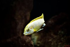 Labidochromis perlmutt higga reef
