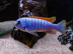 ZM29 -Labeotropheus_trewavasae_Thumbi_West.jpg