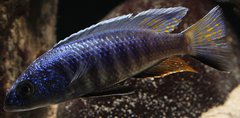 Sciaenochromis Fryeri