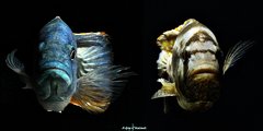 ZM1 - Nimbochromis livingstonii