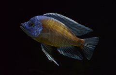 ZM20 -Copadichromis Borleyi Kadango