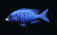 ZM19 -Placidochromis Phenochilus Mdoka White Lips