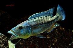 Tyrannochromis maculiceps - samiec 23cm