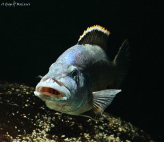 Nimbochromis livingstonii