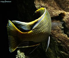 Nimbochromis venustus