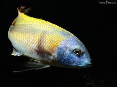 Buccochromis rhoadesii yellow