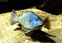 Nimbochromis livingstonii