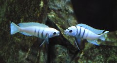 Cynotilapia sp. Hara Galileya Reef