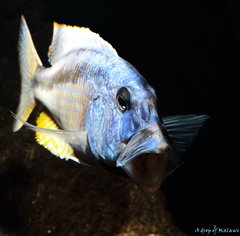 Aristochromis christyi