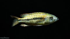 Dimidiochromis kiwinge