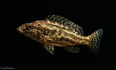 Więcej informacji o „Nimbochromis linii”