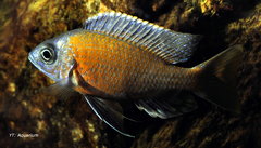 Copadichromis Borleyi Kadango Red Fin