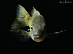 Champsochromis caeruleus