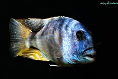 Aristochromis christyi