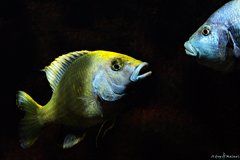 Nimbochromis venustus i Nimbochromis livingstonii