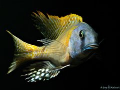 Buccochromis rhoadesii yellow